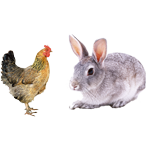 適合鴿子、禽類(lèi)